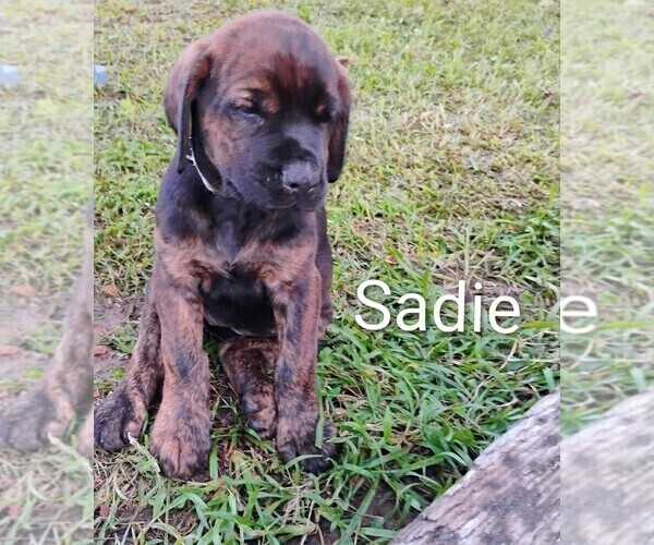 Medium Photo #3 Doberman Pinscher Puppy For Sale in BRANTLEY, AL, USA