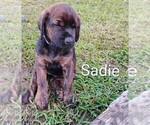 Small #2 Doberman Pinscher