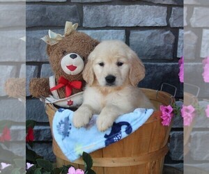 Golden Retriever Puppy for sale in FREDERICKSBURG, OH, USA