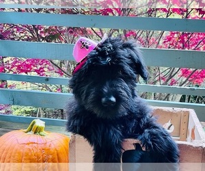 Bouvier Des Flandres Puppy for sale in CHARLOTTE, NC, USA