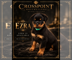Rottweiler Puppy for sale in ANKENY, IA, USA
