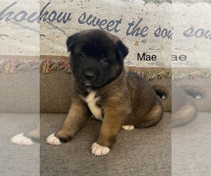 Akita Puppy for sale in DEARBORN HEIGHTS, MI, USA