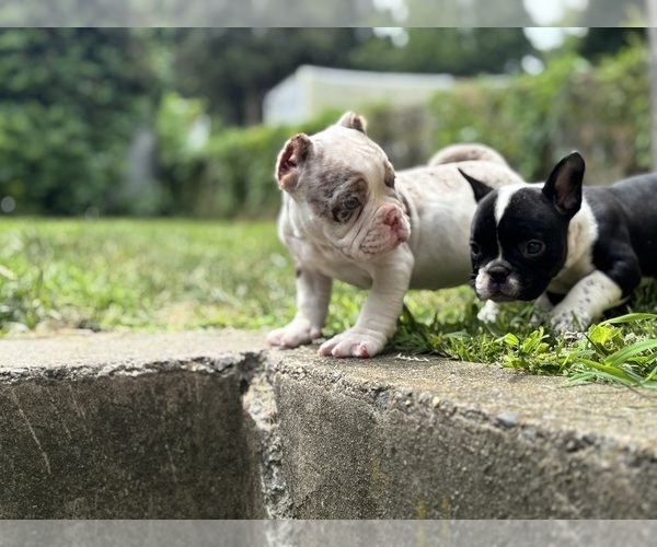Medium Photo #9 American Bully Puppy For Sale in LANCASTER, PA, USA