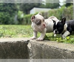 Small #8 American Bully