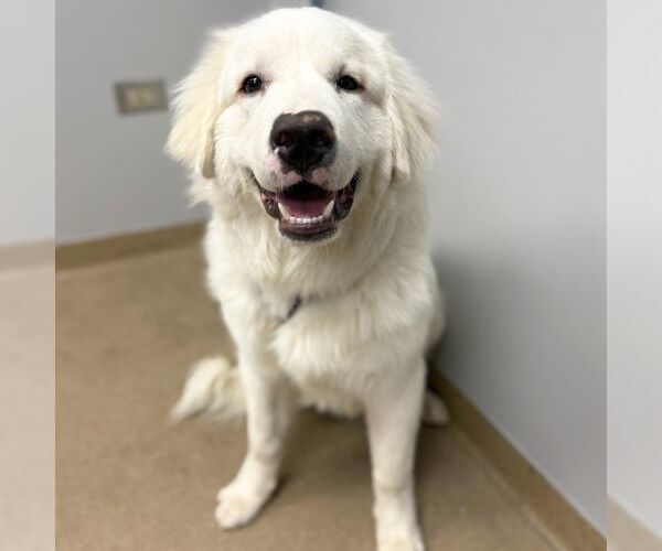 Medium Photo #1 Great Pyrenees Puppy For Sale in Aurora, CO, USA