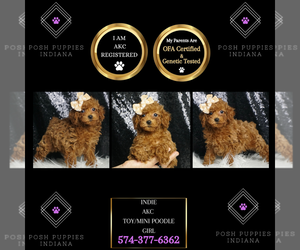 Poodle (Toy) Puppy for sale in WARSAW, IN, USA