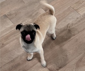 Pug Puppy for sale in CUMMING, GA, USA