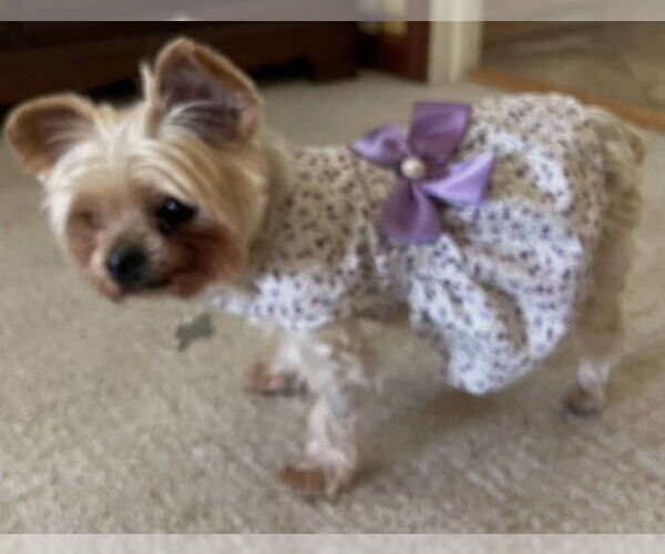 Medium Photo #6 Mutt Puppy For Sale in Allentown,, PA, USA