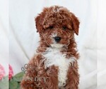 Small #3 Cavapoo (Miniature)
