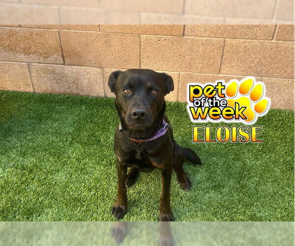 Medium Photo #2 Rottweiler-Unknown Mix Puppy For Sale in Moreno Valley, CA, USA