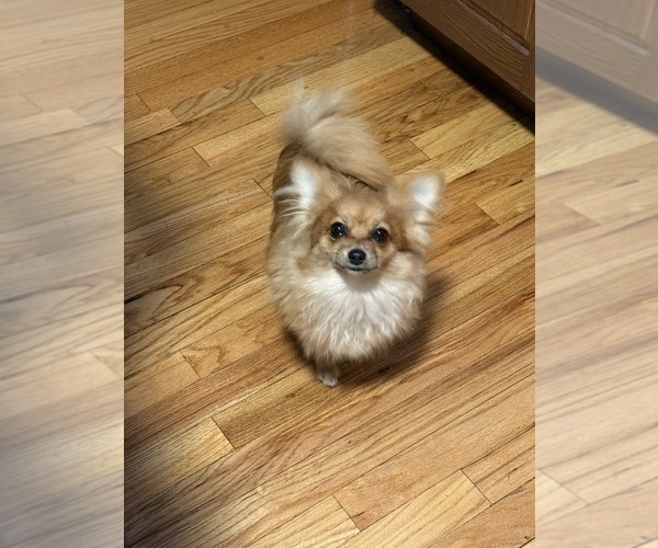 Medium Photo #12 Pomeranian Puppy For Sale in DENVER, CO, USA