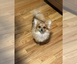 Small #11 Pomeranian