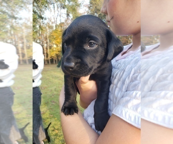 Medium Photo #20 Labrador Retriever Puppy For Sale in FAYETTEVILLE, GA, USA