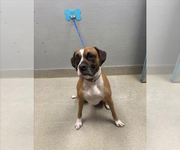 Medium Photo #1 Boxer-Unknown Mix Puppy For Sale in Las Vegas, NV, USA