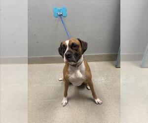 Boxer-Unknown Mix Dogs for adoption in Las Vegas, NV, USA