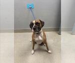 Small Boxer Mix
