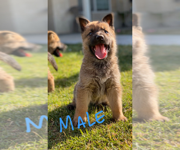 Medium Photo #4 Belgian Malinois Puppy For Sale in BAKERSFIELD, CA, USA