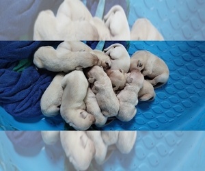 Labrador Retriever Litter for sale in GORDON, GA, USA