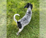 Small #3 Border Collie-German Shorthaired Pointer Mix