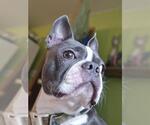 Small Boston Terrier