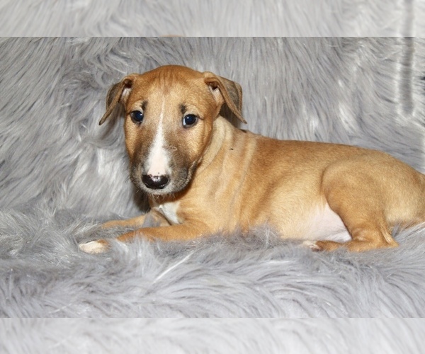Medium Photo #2 Bull Terrier Puppy For Sale in BUCKLIN, KS, USA