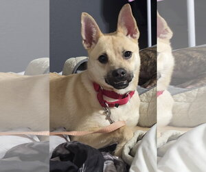 Gravy - Female Pug-Unknown Mix Dog for Adoption - Photo #3