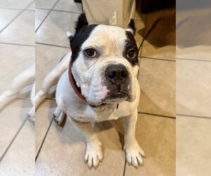 Bulldog Dogs for adoption in Dumont, NJ, USA