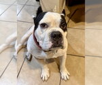 Small Bulldog