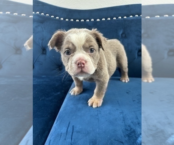 Medium Photo #18 English Bulldog Puppy For Sale in WINTER PARK, FL, USA