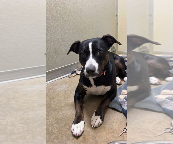 Medium Photo #2 American Staffordshire Terrier-Unknown Mix Puppy For Sale in Pierceton , IN, USA