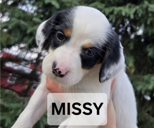 Medium English Setter