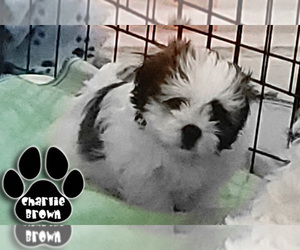 Shih Tzu-Shih-Poo Mix Puppy for sale in AUSTIN, TX, USA