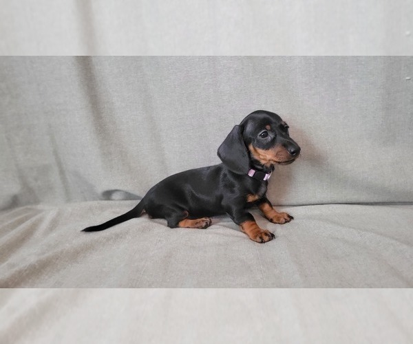 Medium Photo #4 Dachshund Puppy For Sale in MUSCOY, CA, USA