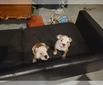 Small Photo #6 Bulldog Puppy For Sale in GIBSONIA, PA, USA