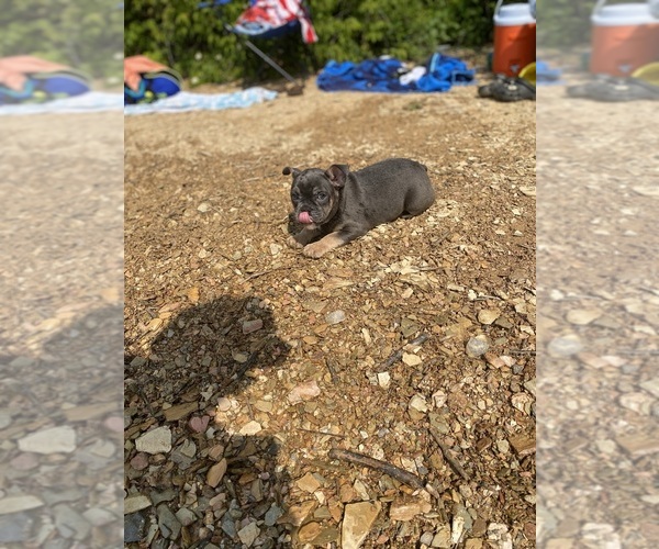 Medium Photo #3 French Bulldog Puppy For Sale in WALDORF, MD, USA