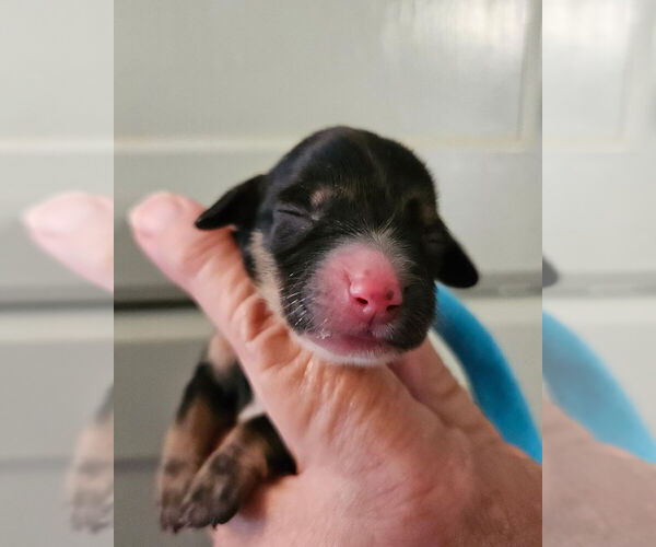 Medium Photo #3 Dachshund Puppy For Sale in CAMDEN, TN, USA