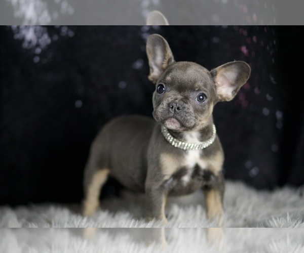 Medium Photo #35 French Bulldog Puppy For Sale in WARSAW, IN, USA