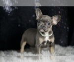 Small Photo #35 French Bulldog Puppy For Sale in WARSAW, IN, USA