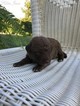Small Photo #1 Chesapeake Bay Retriever Puppy For Sale in TUSCALOOSA, AL, USA