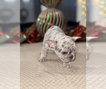Small Photo #10 French Bulldog Puppy For Sale in HILTON, NY, USA