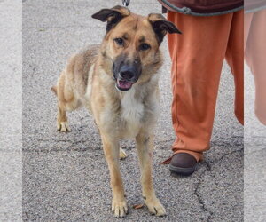 Mary - Female German Shepherd Dog Dog for Adoption - Photo #3