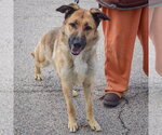 Small #2 German Shepherd Dog