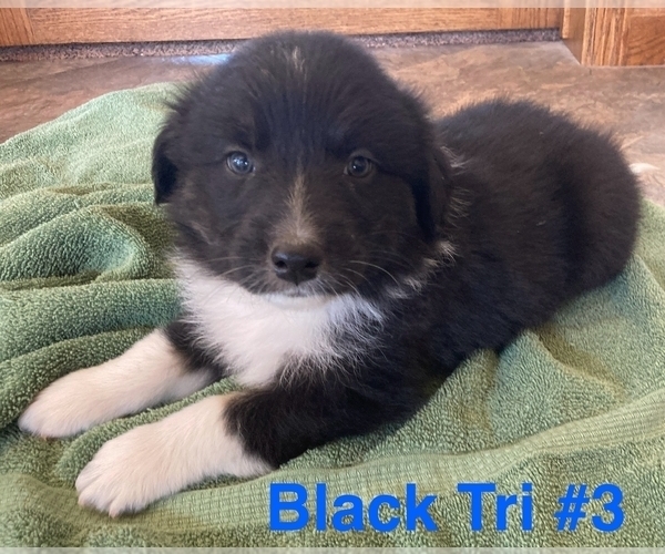 Medium Photo #1 Australian Shepherd Puppy For Sale in SURPRISE, NE, USA