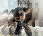 Small #6 Yorkshire Terrier