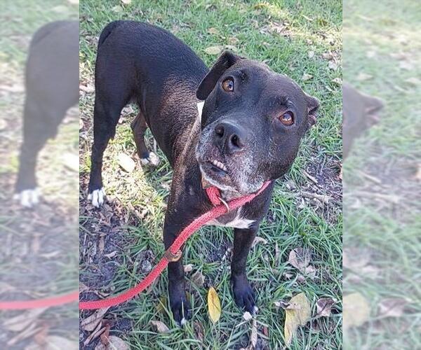 Medium Photo #1 American Staffordshire Terrier Puppy For Sale in Fort Lauderdale, FL, USA