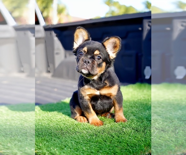 Medium Photo #1 French Bulldog Puppy For Sale in POMPANO BEACH, FL, USA