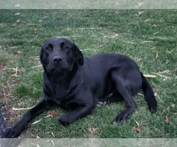 Medium Photo #1 Bernedoodle (Miniature)-Labrador Retriever Mix Puppy For Sale in LEBANON, PA, USA