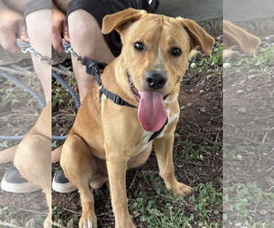 Labrador Retriever-Unknown Mix Dogs for adoption in Rustburg, VA, USA