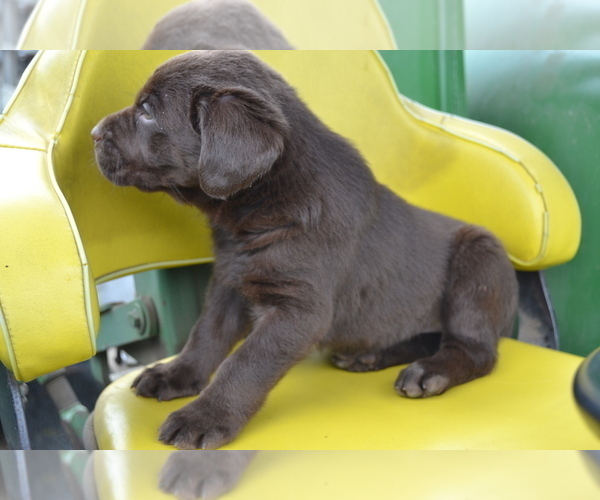 Medium Photo #2 Labrador Retriever Puppy For Sale in GREENWOOD, WI, USA