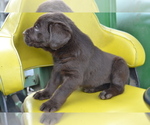 Small Photo #35 Labrador Retriever Puppy For Sale in GREENWOOD, WI, USA